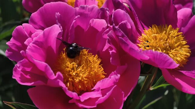 Macro 4K slow motion footage of a carpenter bee (Xylocopa) collecting pollen on a pink peony flower (Paeonia). Ideal for biodiversity, pollination, environmental education, conservation and botanical 