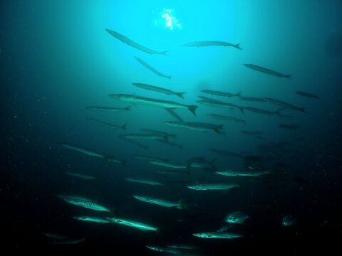 school of barracudas