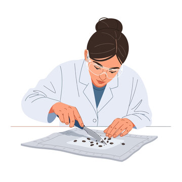 Female Parasitologist Harvesting Flea Larvae