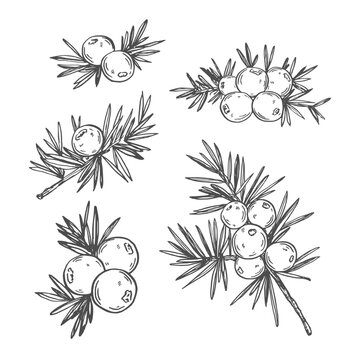 Hand drawn juniper branches and berries sketch vector illustration