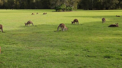 A Mob of Kangaroos Grazing in a Lush Green Open Field © blueringmedia