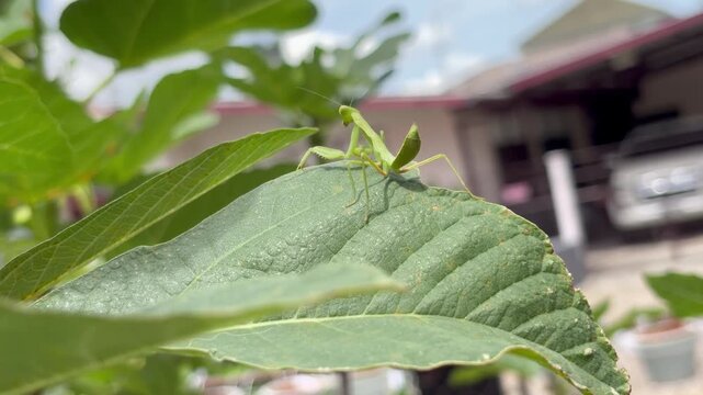 Close-up of a green praying mantis resting on a large fig tree leaf, showcasing natural camouflage, insect behavior, and gar