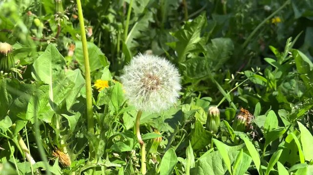 Dandelion Puff in a green grass, close-up. 4K footage