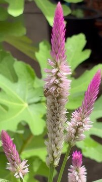 Close-up of a bee-like insect searching for nectar on a pink cockscomb wildflower. Detailed macro nature scene featuring pollination, vibrant petals, and beneficial insect activity.