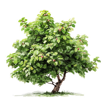 Watercolor painting of Hazelnut Tree, detailed and artistic vector illustration on a white background.