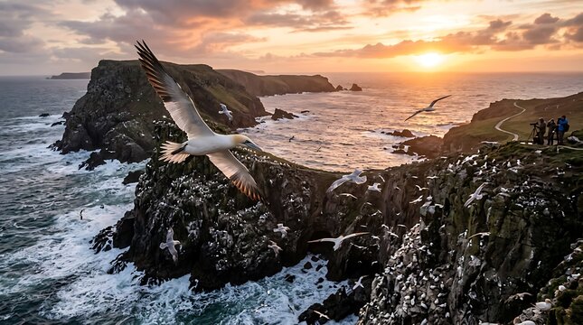 Gannets flying over rocky coastline at sunset with people birdwatching on grassy cliffside