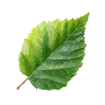 Watercolor painting of Alder Leaf, detailed and artistic vector illustration on a white background.