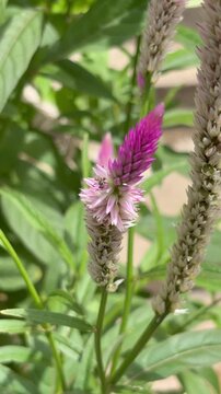 Small stingless bee searching for pollen and nectar on a pink wildflower, capturing pollination behavior, biodiversity, and the delicate balance of a natural ecosystem.