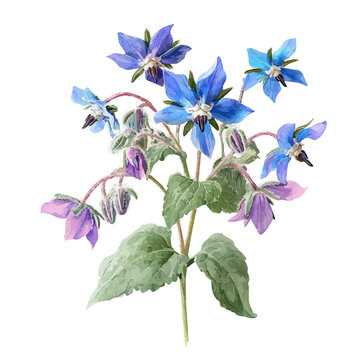 Borage Bouquet watercolor vector, hand-painted style, high-quality illustration isolated on white background.
