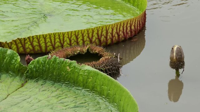 Victoria lotus leaf texture, Giant amazon water lily on pond surface.close up