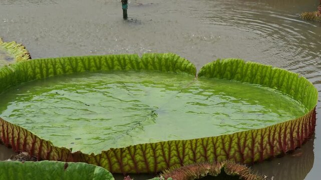 Victoria lotus leaf texture, Giant amazon water lily on pond surface.close up
