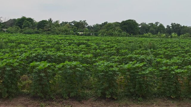 The cassava plants are growing.