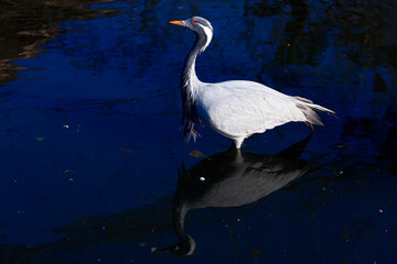 Obraz premium Graceful white crane stands on dark, reflective water, its elegant form mirrored beneath it. Vivid blue background contrasts sharply with the bird bright plumage