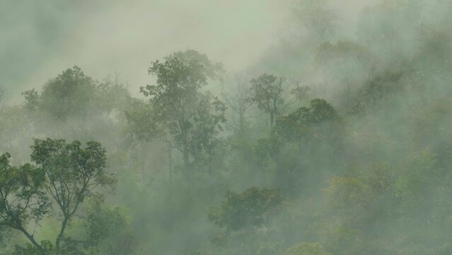 Drone aerial perspective of fog drifting over a lush forest canopy. Forests reduce CO2, preserve habitats, and stabilize climate, playing a vital role in global sustainability. Thailand.
