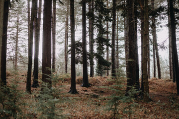 Fototapeta premium Dense pine forest with tall dark tree trunks and misty light