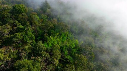 Obraz premium Aerial view of tropical forest wrapped in mist. Forests help slow global warming through carbon absorption, temperature regulation, biodiversity protection, rainfall balance, and ecosystem resilience.