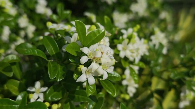 Murraya paniculata, orange jasmine with green leaves background
