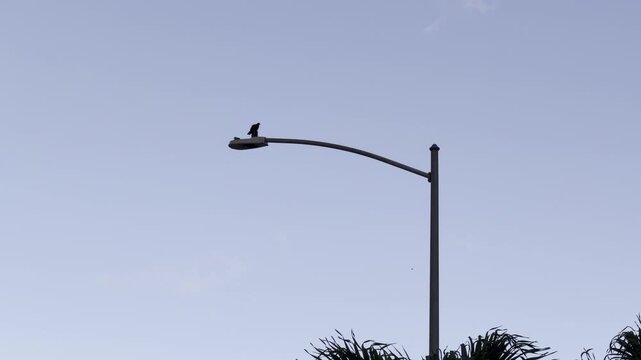 Two birds on a street lamp. Honolulu, Oahu, Hawaii. The zebra dove (Geopelia striata), also known as the barred ground dove, or barred dove