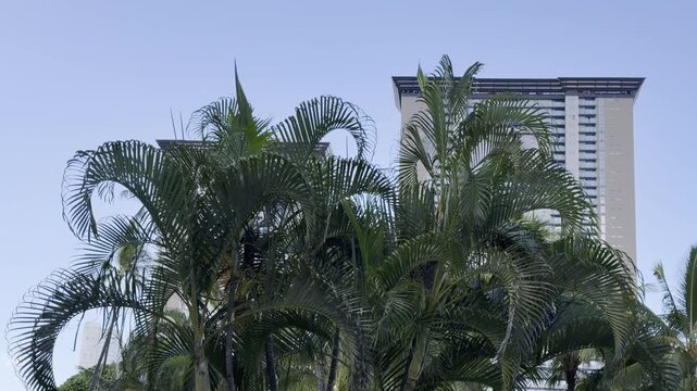 Chrysalidocarpus lutescens, synonym Dypsis lutescens and as golden cane palm, areca palm, yellow palm, in the family Arecaceae. Honolulu, Oahu, Hawaii. butterfly palm, or bamboo palm