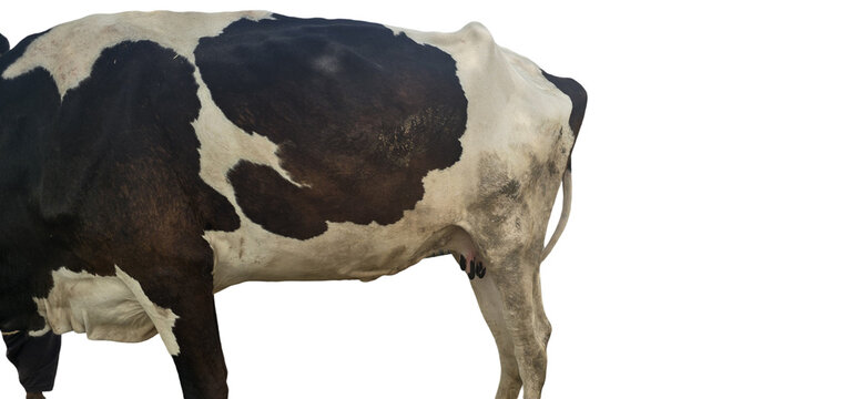 Holstein Friesian dairy cow isolated on white background, black and white spotted cattle body, farm animal livestock side view