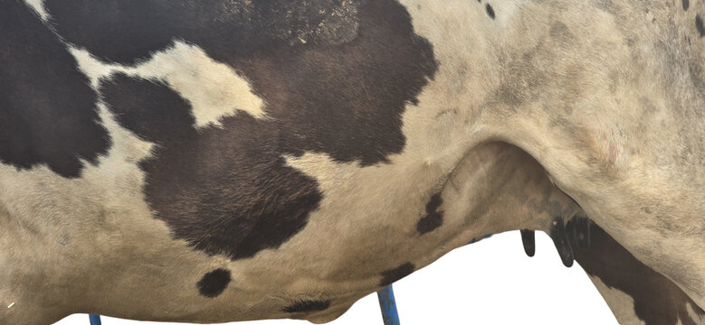 Holstein cow hide texture, close up of black and white spotted cattle skin, organic dairy farm animal pattern, natural bovine fur details