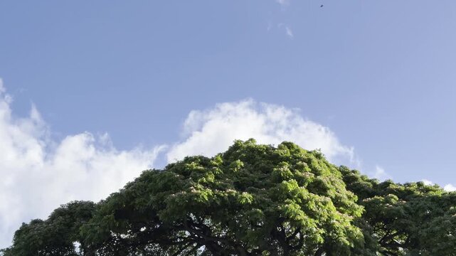 Samanea saman is a semi-deciduous species of flowering tree in the pea family, Fabaceae.  saman, rain tree and monkeypod, Chankiri Tree. Honolulu, Oahu, Hawaii.