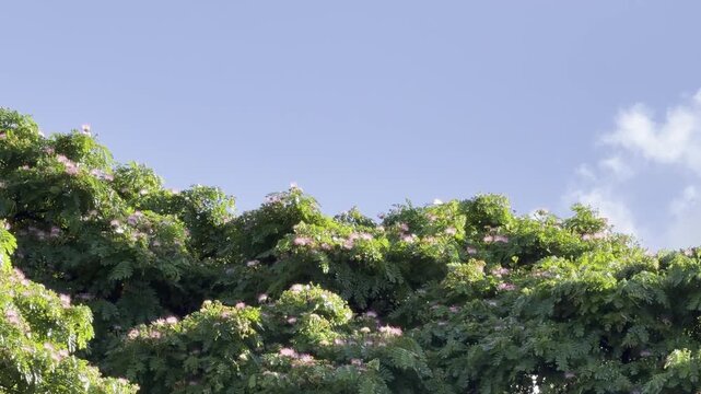 Samanea saman is a semi-deciduous species of flowering tree in the pea family, Fabaceae.  saman, rain tree and monkeypod, Chankiri Tree. Honolulu, Oahu, Hawaii.