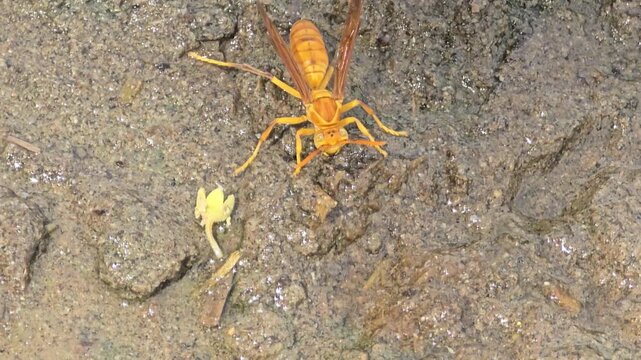 Yellow paper wasp crawling on dry soil, macro shot of orange hornet on ground, stinging insect in natural habitat, wild predatory wasp outdoors