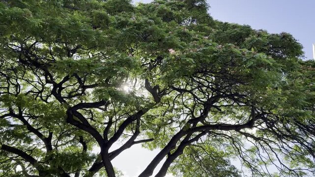 Samanea saman is a semi-deciduous species of flowering tree in the pea family, Fabaceae.  saman, rain tree and monkeypod, Chankiri Tree. Honolulu, Oahu, Hawaii.  