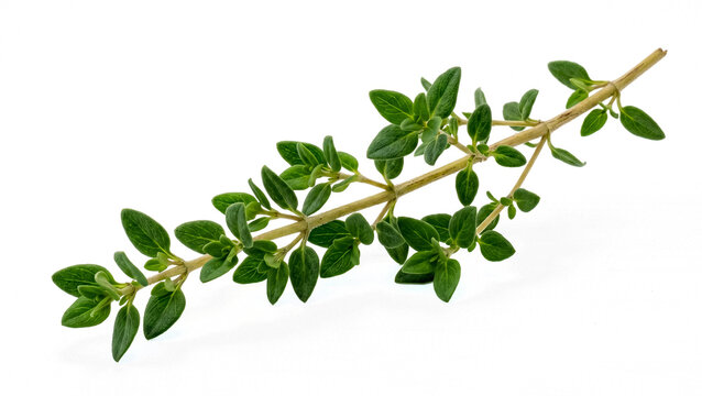 Fresh green thyme sprig with tiny leaves, isolated on transparent background