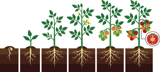 Tomato Plant Growth Stages Illustration with Seed Germination, Vegetative Development, Flowering, Fruit Formation, Ripening Process, and Root System Progression © MstSuborna