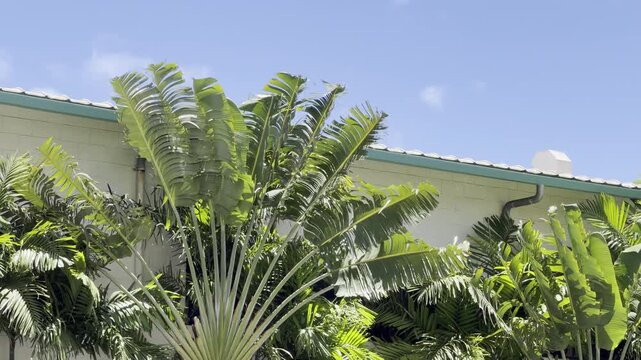 Ravenala madagascariensis, traveller's tree, fan palm, traveller's palm or East-West palm. family Strelitziaceae. Honolulu, Oahu, Hawaii. 