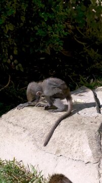 Schmidt's guenon monkey mother sitting on a log while holding her cute baby close to her chest