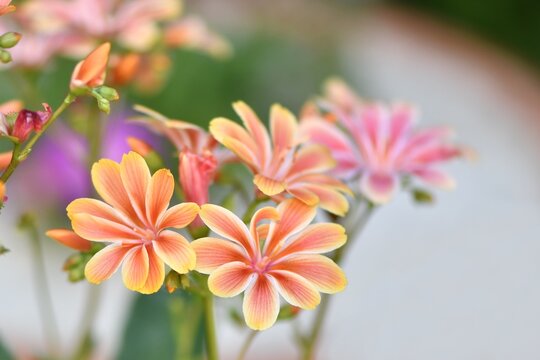 Lewizja liścieniowa (Lewisia cotyledon) - odmiana Elise