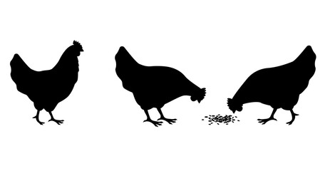 Fototapeta premium Black silhouettes of chickens in various poses - standing, pecking, bending. Illustration on a transparent background