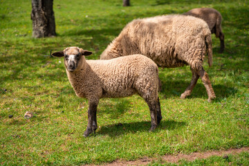 Fototapeta premium Young sheep standing on green pasture with flock in background. Rural farming and sustainable livestock breeding concept