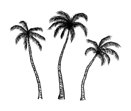Hand-drawn set with doodle whimsy palms trees, vector collection of design silhouette for your summer cards, frame, travel poster, cover, interior decoration or background.