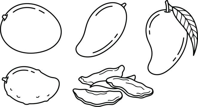 Mango Variety and Dried Slices Vector Set with Different Cultivar Shapes and Leaf for Organic Food Branding and Coloring Book Designs