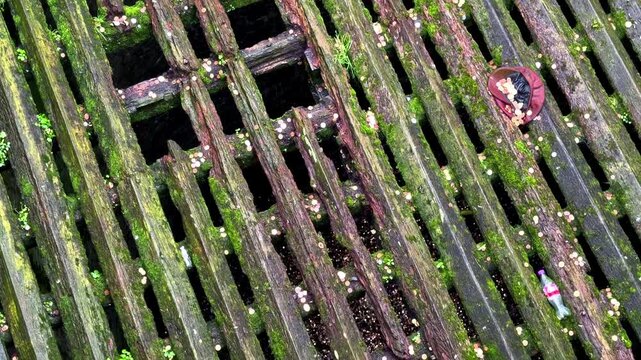 Aerial panning view of weathered wooden pier decking with moss, algae, water gaps and aged timber texture, useful for coastal decay, marine infrastructure and environmental themes