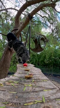 Cute binturong or asian bearcat walking on a wooden log structure in its zoo enclosure