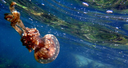 Filipino sea life © Brian