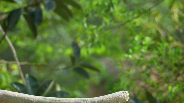 A scarlet ibis (Eudocimus ruber) perches on a tree branch, slowly walks away, spreads its wings, and flies away, close up shot.