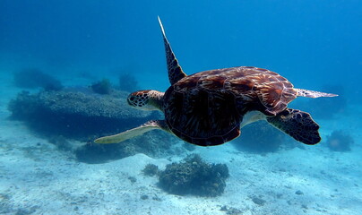 Filipino sea life © Brian