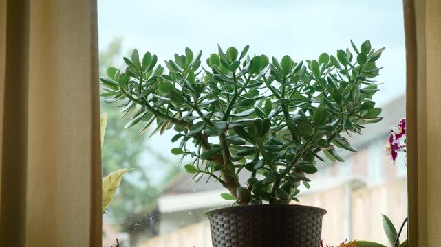 Jade plant growing on windowsill inside bright residential home. Healthy Crassula ovata in decorative flower pot near sunlit window and curtains. Indoor gardening, houseplant care, natural home decor