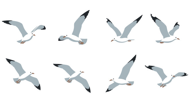 Flying seagulls in various poses flat vector illustration on a white background