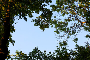Fototapeta premium Dense green crowns of forest trees form a natural frame around a clear blue sky. This low-angle shot captures an atmosphere of serenity, the freshness of a summer morning, and the grandeur of wildlife