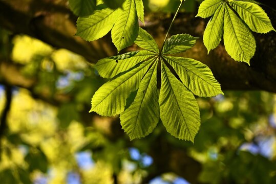 Sunlit green horse chestnut leaves hanging from a branch in spring.