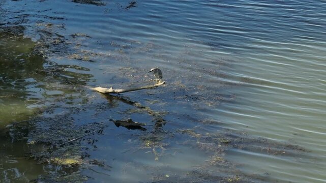 Tracking video clip of a black-crowned night heron perched on a floating log in marshy river water with green algae during daytime.