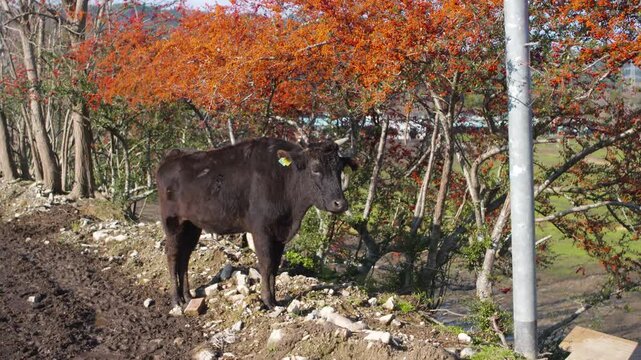 A black cow stands calmly on a muddy rural path near trees with orange berries.