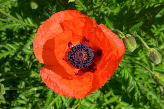 Red oriental poppy flower blooming in summer garden